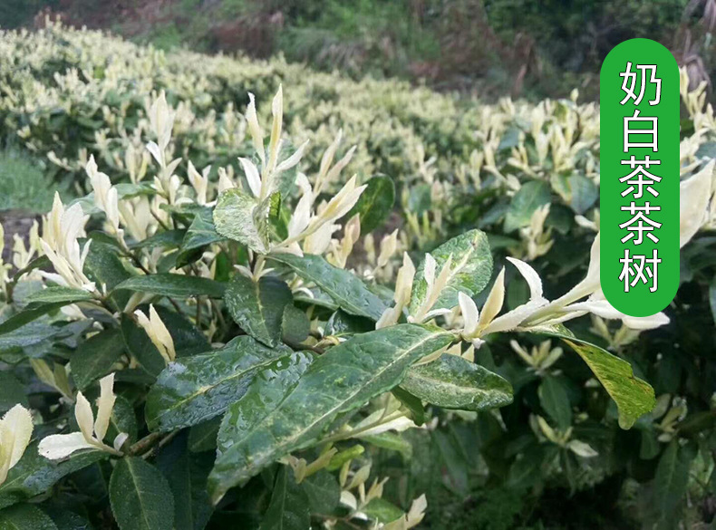 安吉奶白茶(皇金芽)茶苗(3)